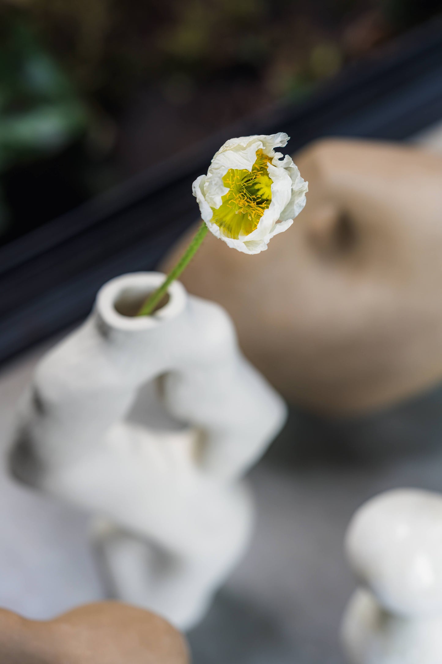 Olga Iacovlenco / Coral