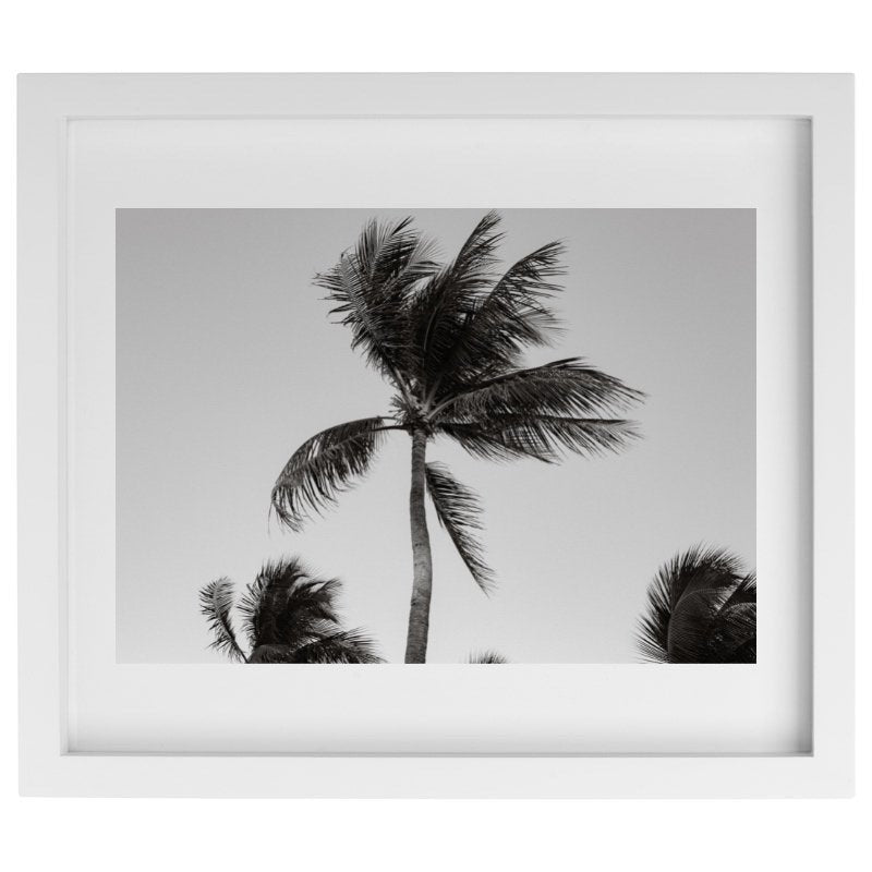 Palm tree blowing in the wind photography in a white frame