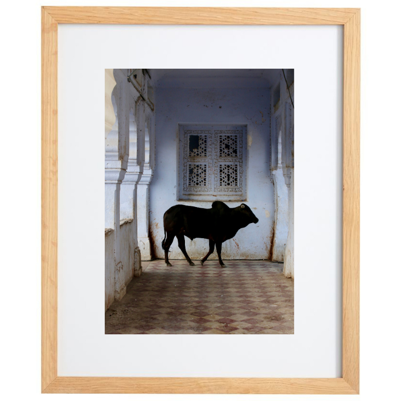 Pushkar photography in a natural frame