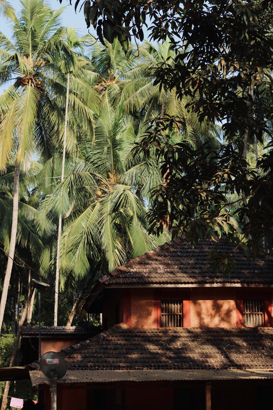 Palm tree photography