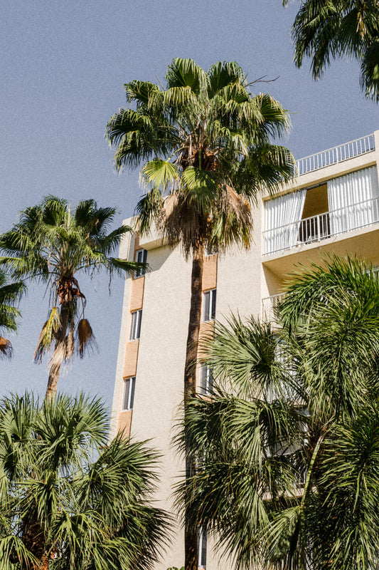 Palm tree photography