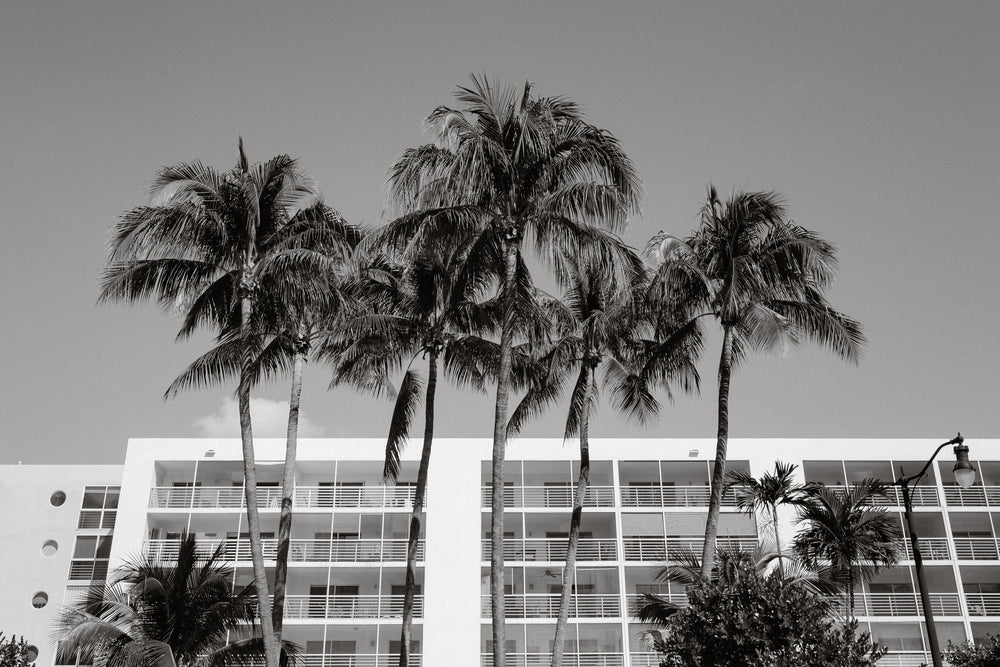 Black and white palm tree photography