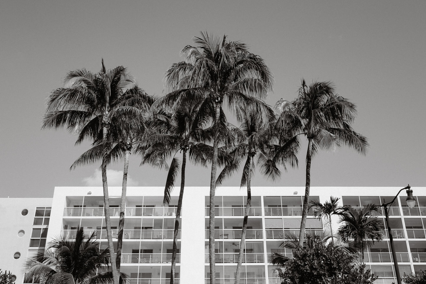 Black and white palm tree photography