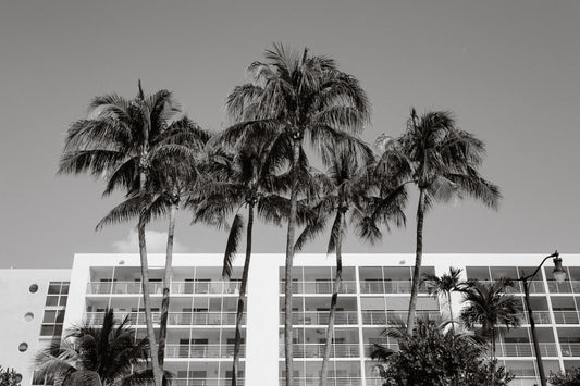 Black and white palm tree photography