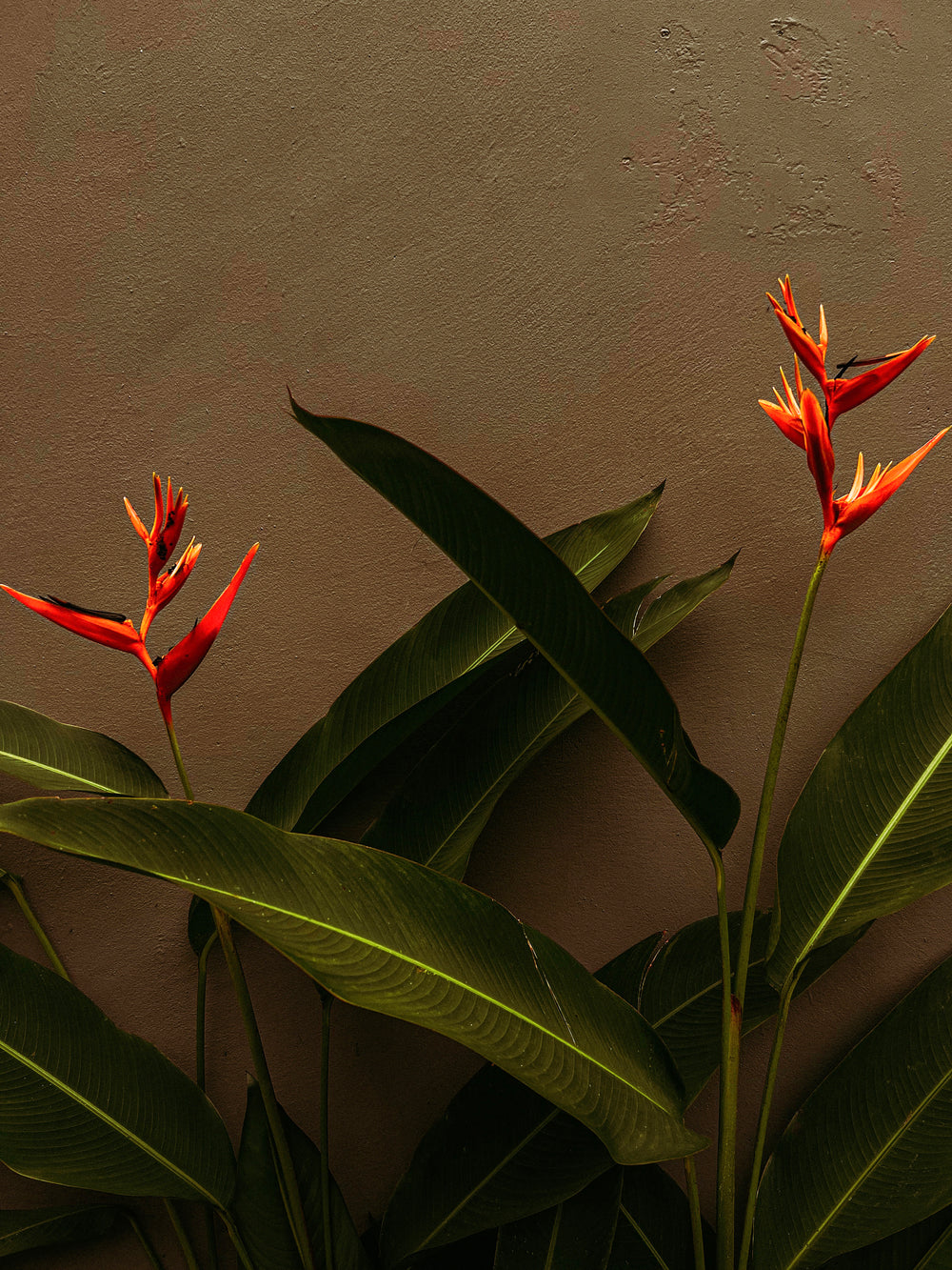 Orange flowers photography