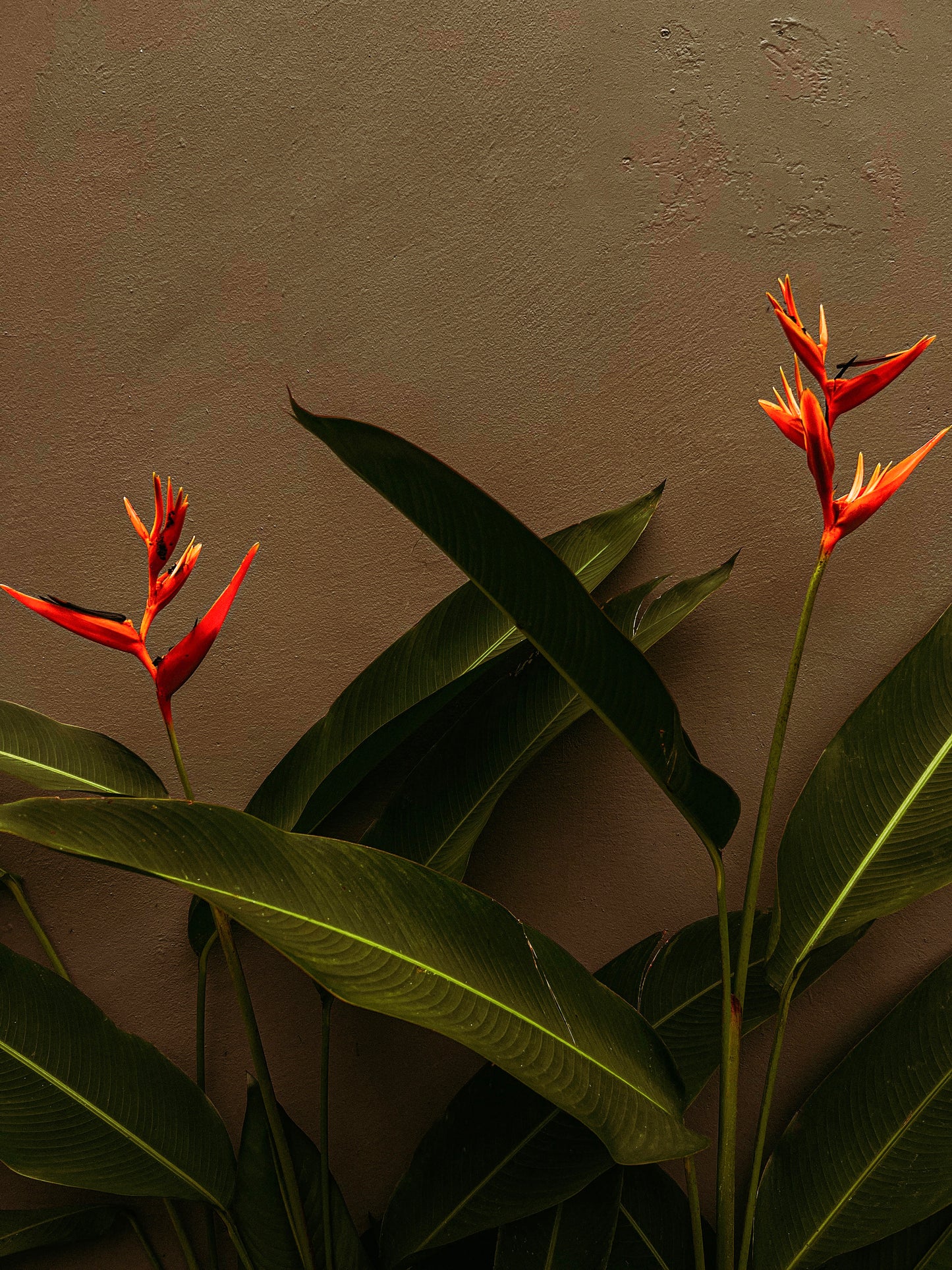 Orange flowers photography