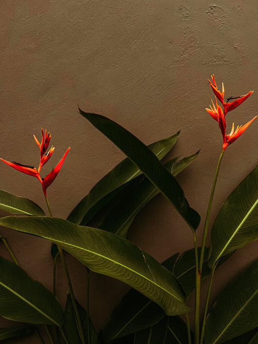 Orange flowers photography