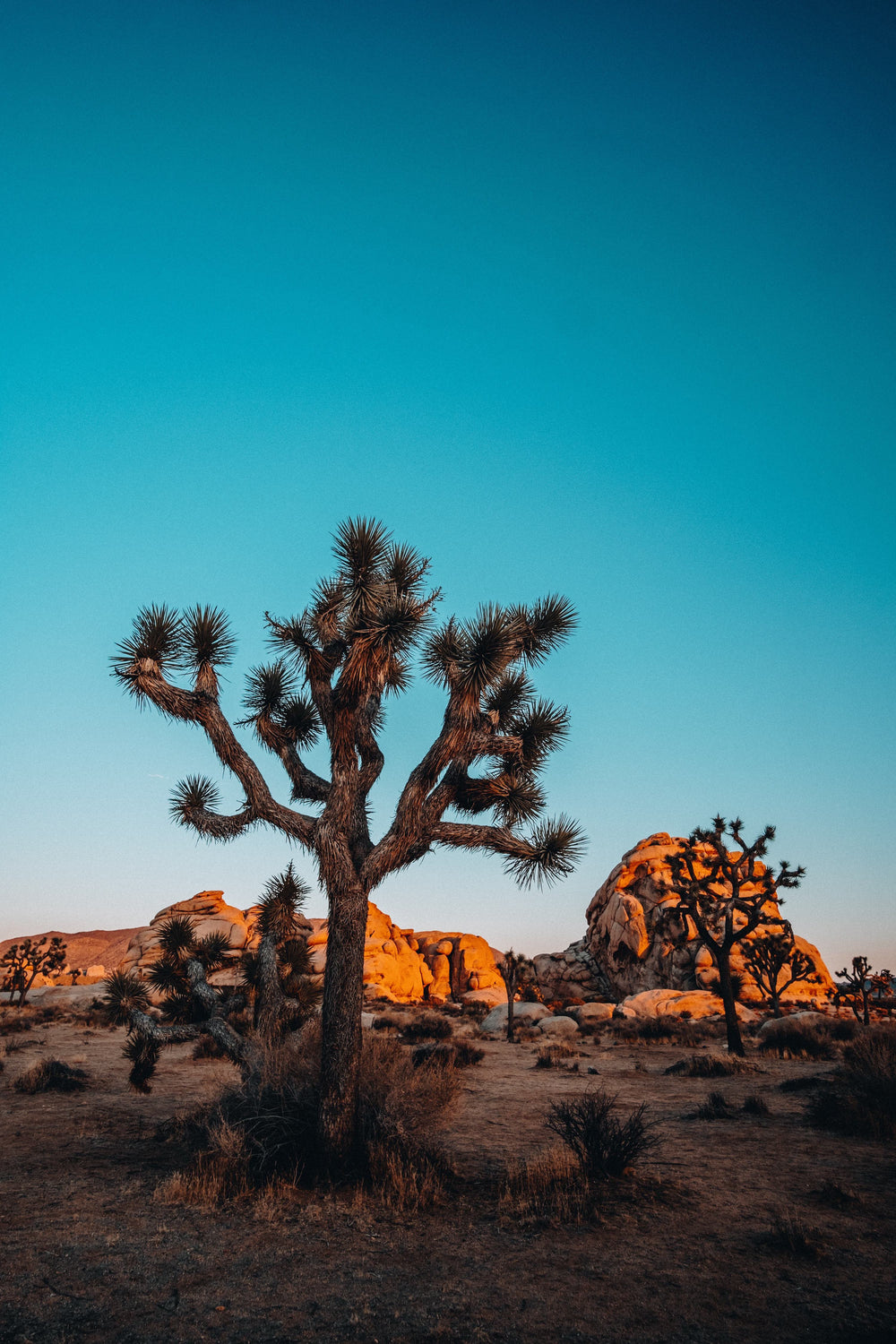 Joshua Tree photography