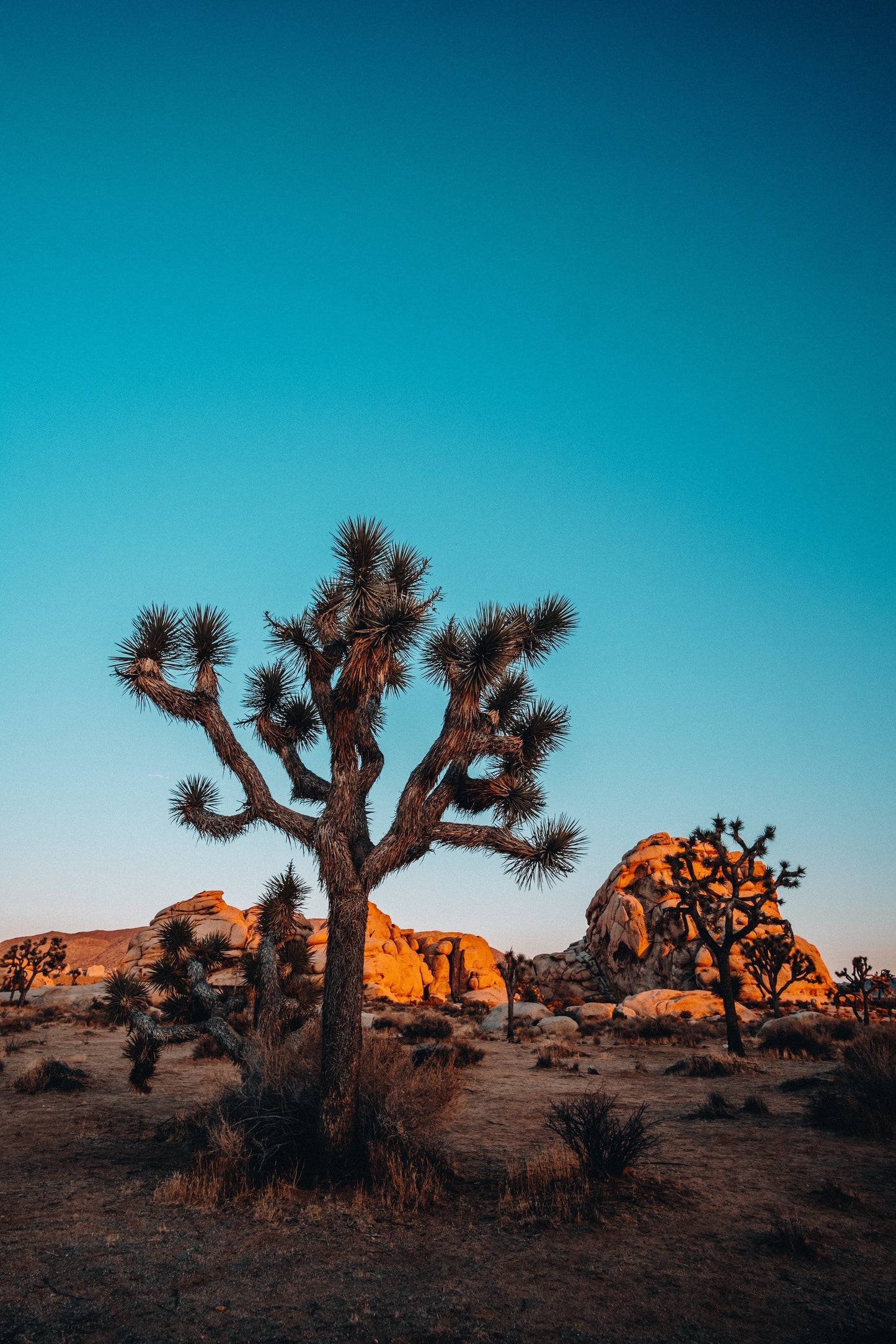 Joshua Tree photography