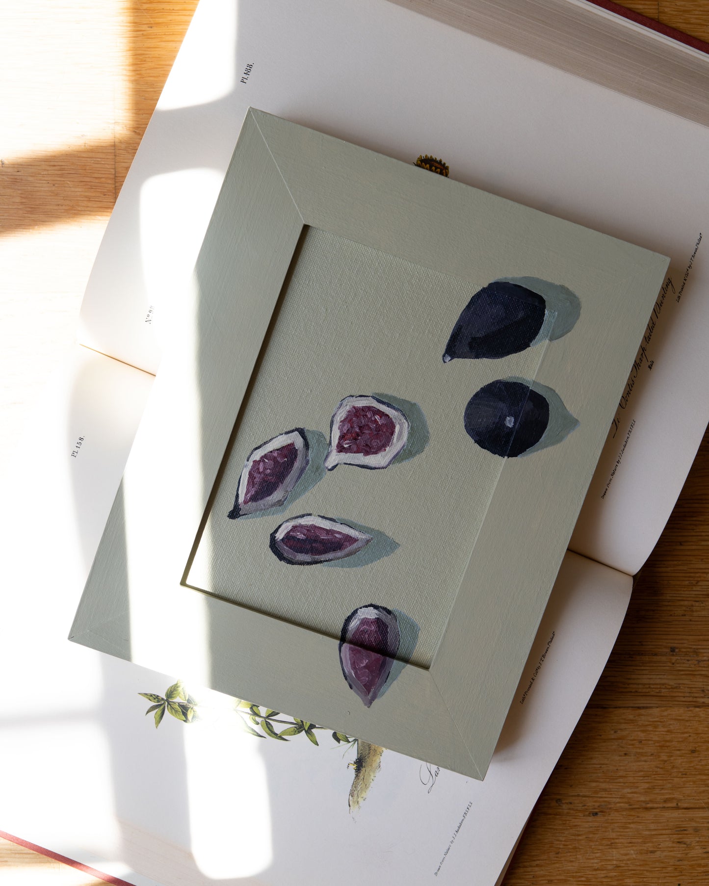 Lauren Bencivengo / Figs