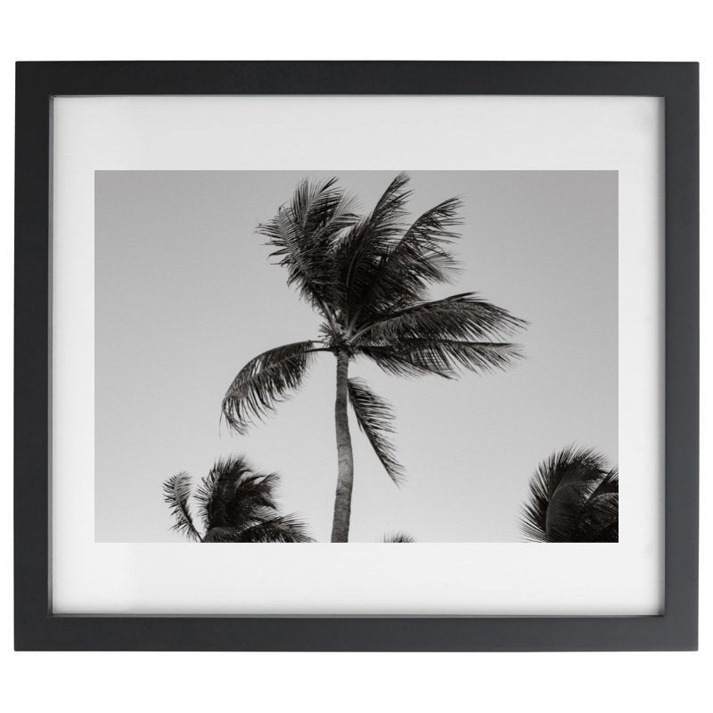 Palm tree blowing in the wind photography in a black frame