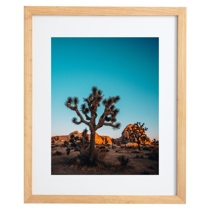 Joshua Tree photography in a natural frame