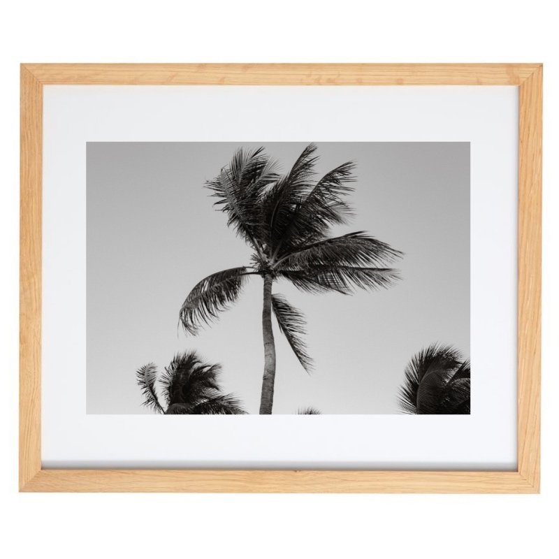 Palm tree blowing in the wind photography in a natural frame