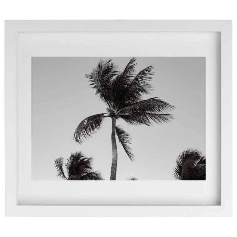 Palm tree blowing in the wind photography in a white frame