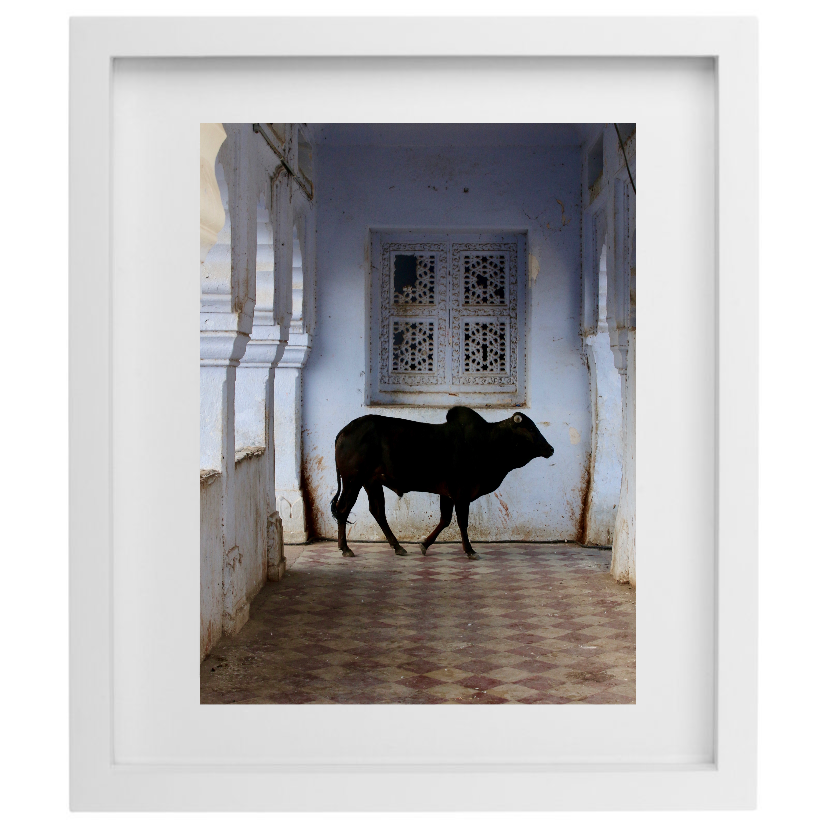 Pushkar photography in a white frame