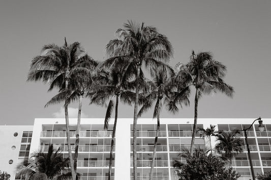 Black and white palm tree photography 