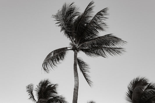 Palm tree blowing in the wind photography